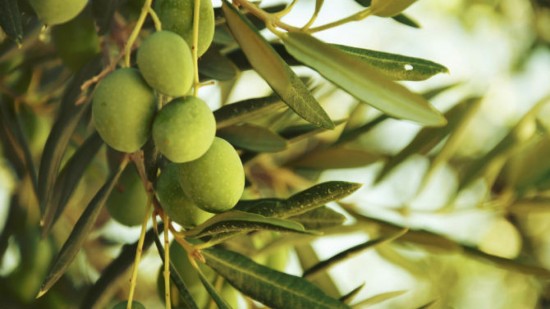 La Nocellara del Belice