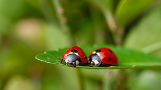 Sostegno alla Biodiversità: L'Oleificio Todaro e le 100 Coccinelle per la Lotta Biologica agli Afidi