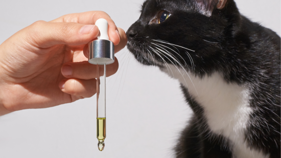 L'olio e gli amici a 4 zampe